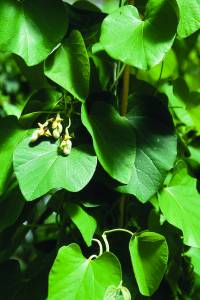 aristolochia