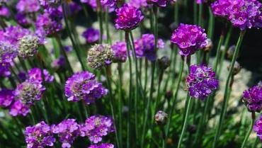 ARMERIA