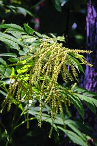 aruncus