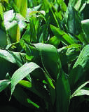 ASPIDISTRA