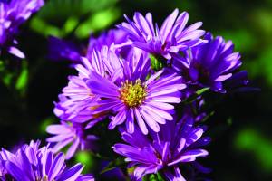 aster