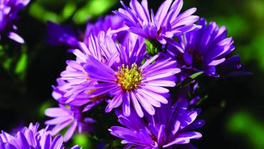 ASTER