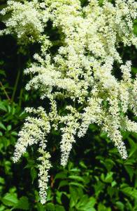 astilbe