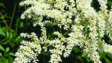 ASTILBE