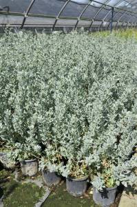 atriplex