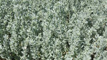 ATRIPLEX