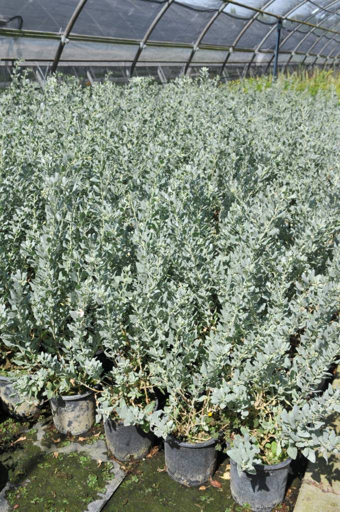 ATRIPLEX - Catalogo Margheriti