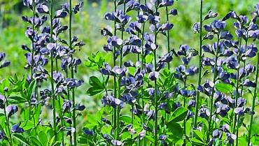 BAPTISIA