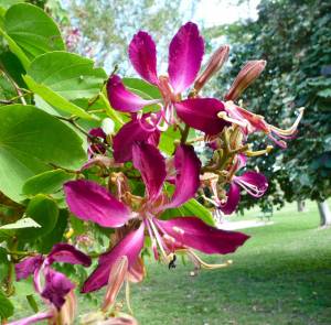 bauhinia