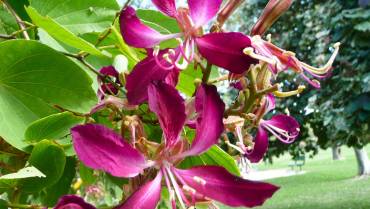 BAUHINIA