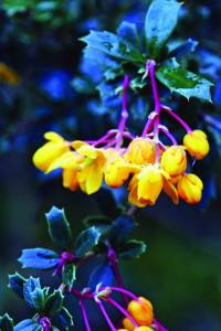 berberis