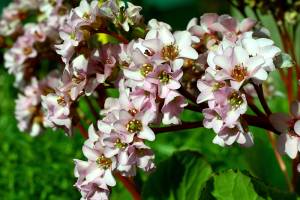 bergenia