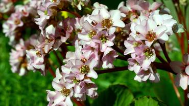 BERGENIA