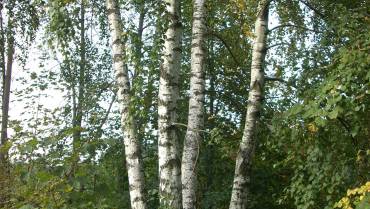 BETULA