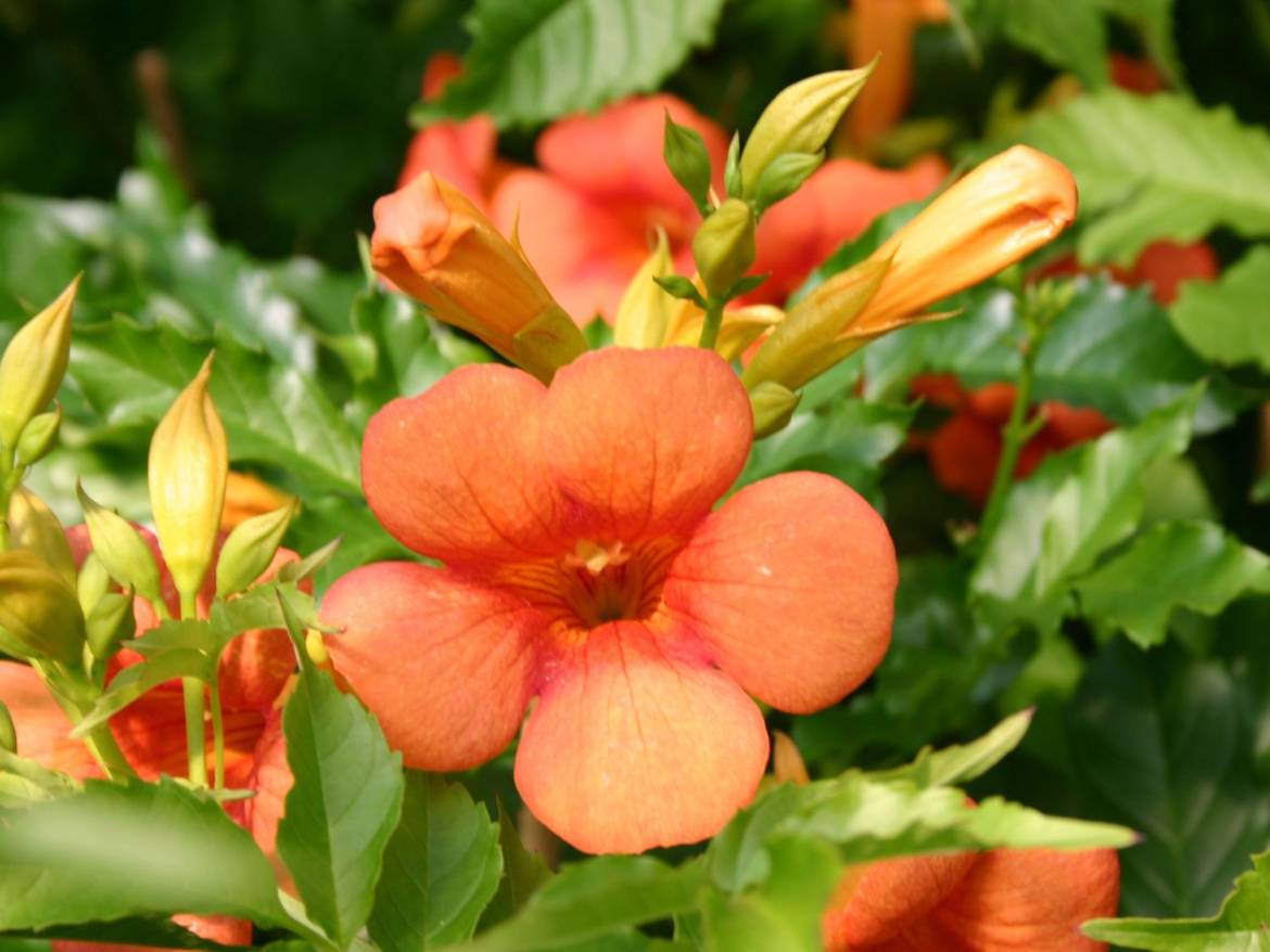 Bignonia-Madame-Galen.jpg