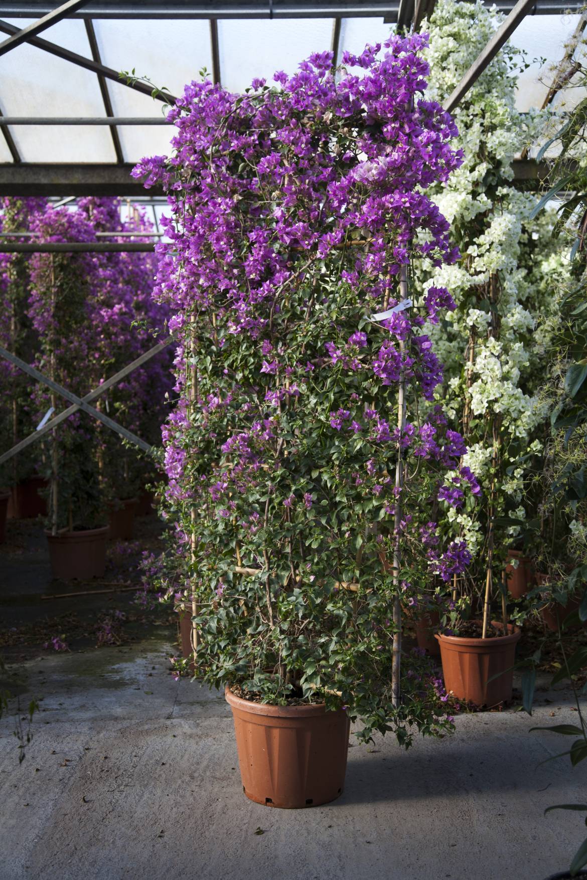 Bougainvillea-gabra-sanderiana-IMG_4518.jpg