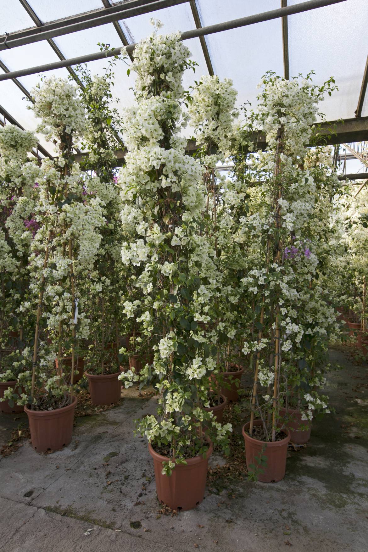 Bougainvillea-sanderiana-jamaica-white-_MG_0088.jpg