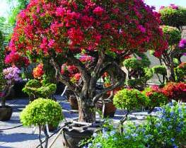 BOUGAINVILLEA