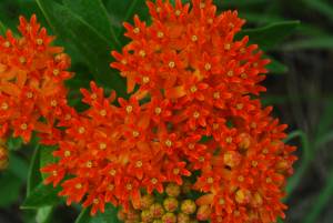 asclepias