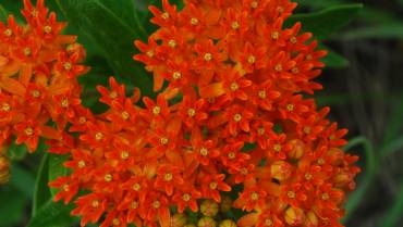 ASCLEPIAS