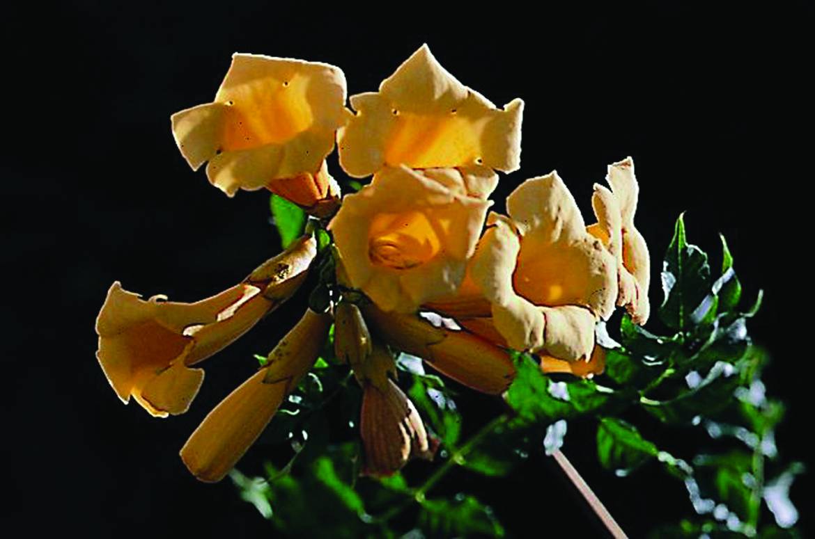 Campsis-radicans-Flava.jpg