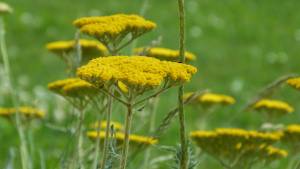 Achillea