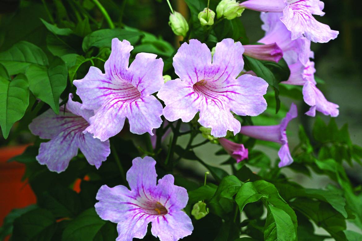 Podranea-ricasoliana-Contessa-Sara-008.jpg