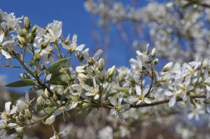 amelanchier