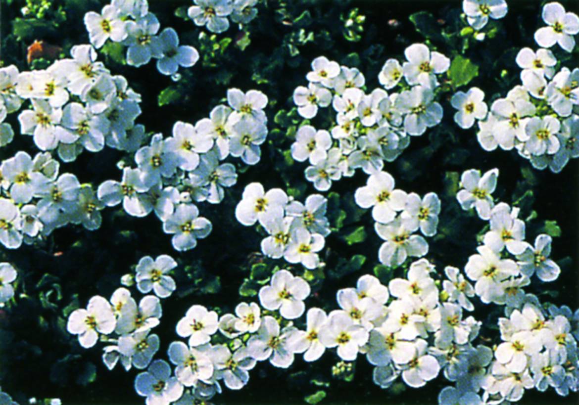 arabis-alpina.jpg