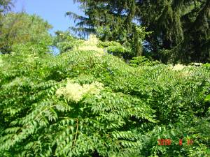 aralia