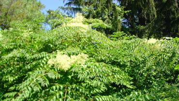 ARALIA