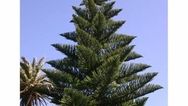 ARAUCARIA