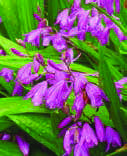 BLETILLA