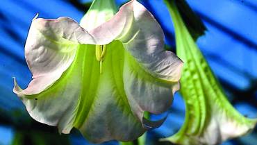 BRUGMANSIA