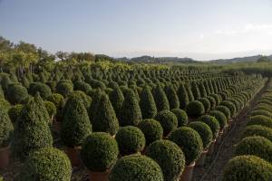 buxus