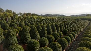 BUXUS