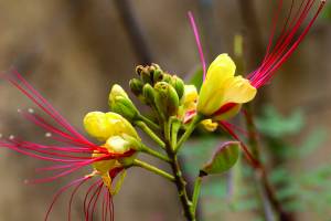 caesalpinia