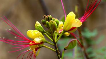 CAESALPINIA