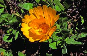 calendula