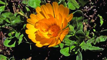 CALENDULA