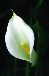 calla