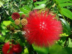 calliandra