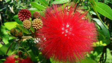 CALLIANDRA