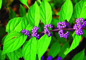 callicarpa