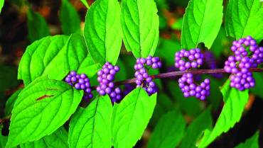 CALLICARPA