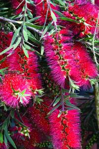 callistemon