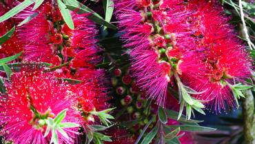 CALLISTEMON