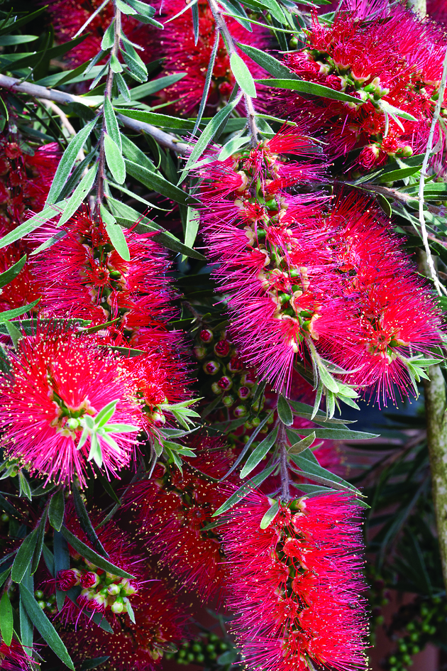 Callistemon-salignus-008.jpg