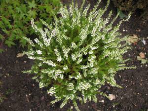 calluna