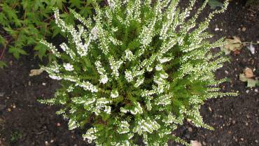 CALLUNA